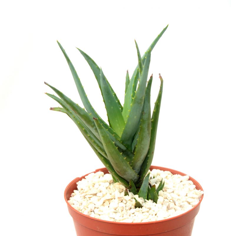 Una foto de Aloe vera