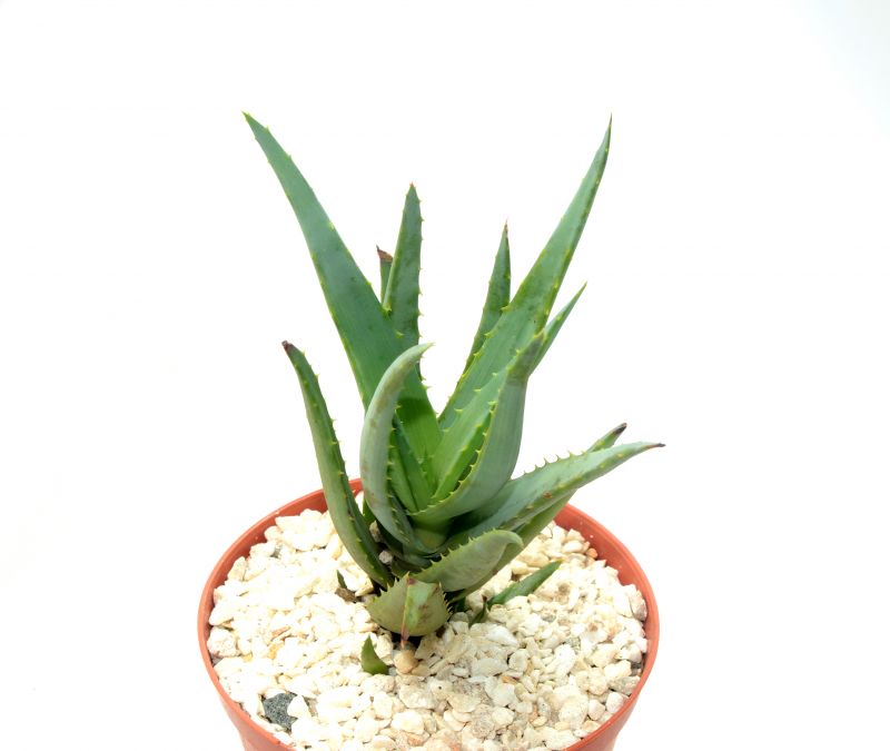 Una foto de Aloe vera