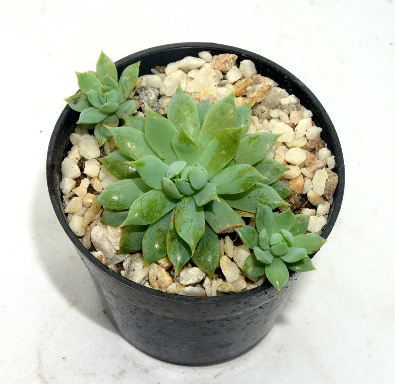Una foto de Graptopetalum macdougallii