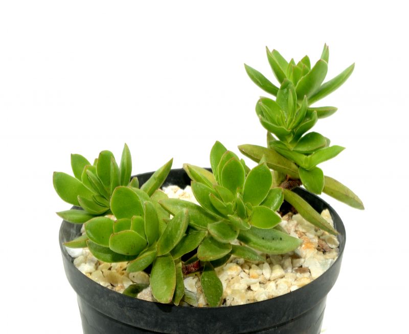 Una foto de Crassula undulata
