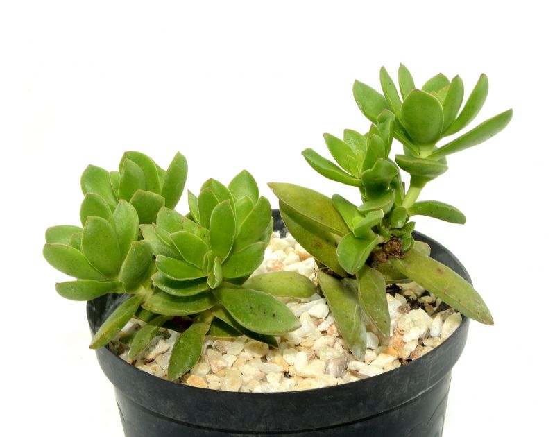 Una foto de Crassula undulata