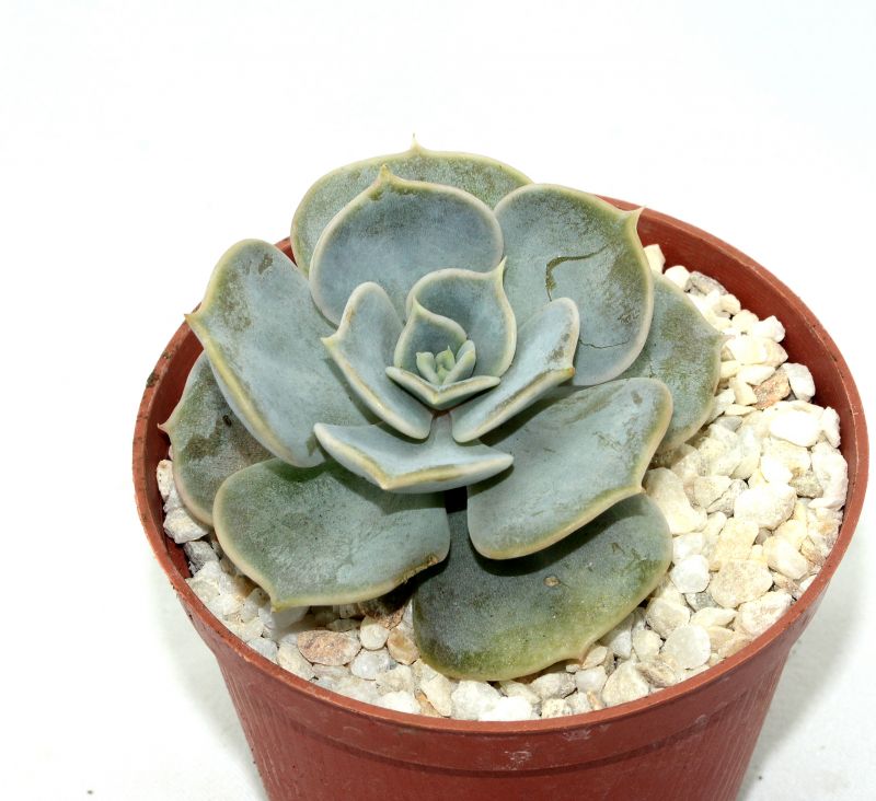 Foto de un cactus que se está identificando actualmente