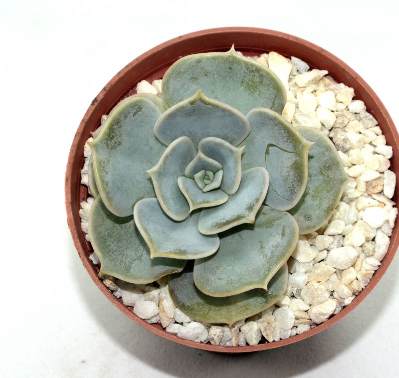 Foto de un cactus que se está identificando actualmente