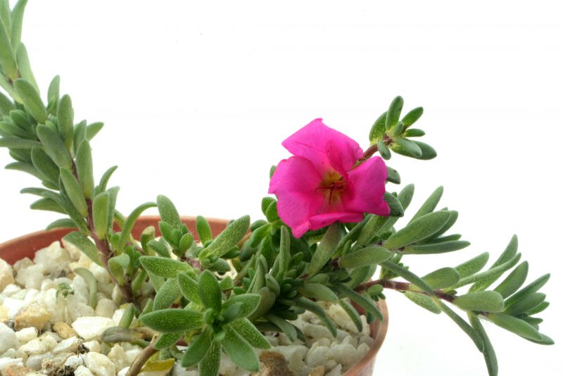 A photo of Portulaca amilis  