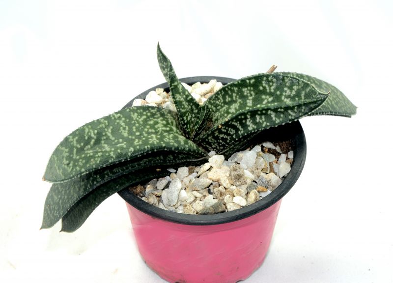 Una foto de Gasteria carinata var. verrucosa