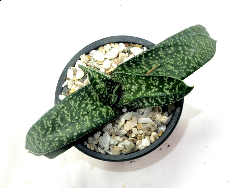 Una foto de Gasteria carinata var. verrucosa