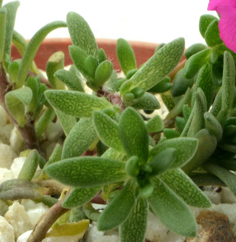 A photo of Portulaca amilis  
