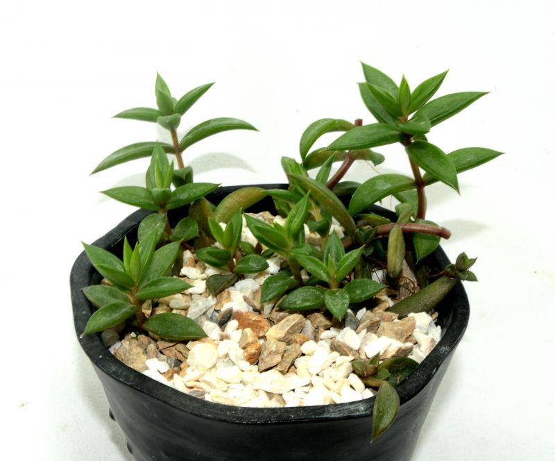Una foto de Lenophyllum acutifolium  