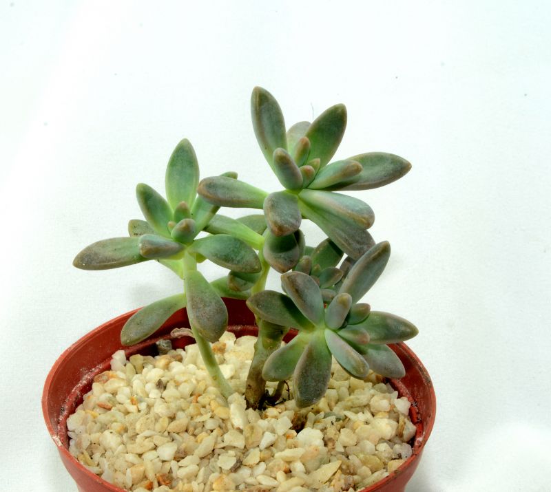 A photo of Graptosedum cv. Francesco Baldi