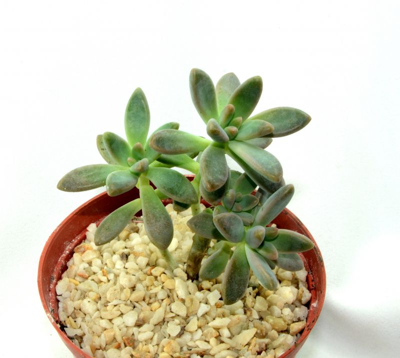 A photo of Graptosedum cv. Francesco Baldi