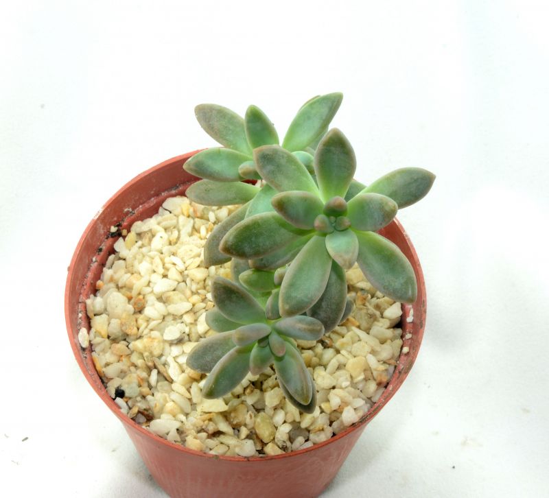 A photo of Graptosedum cv. Francesco Baldi