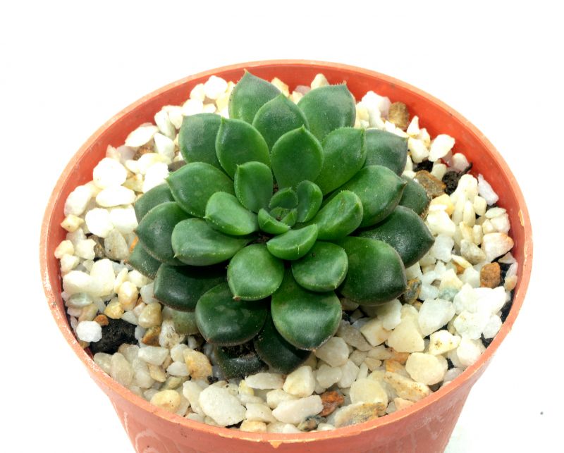 Foto de un cactus que se está identificando actualmente