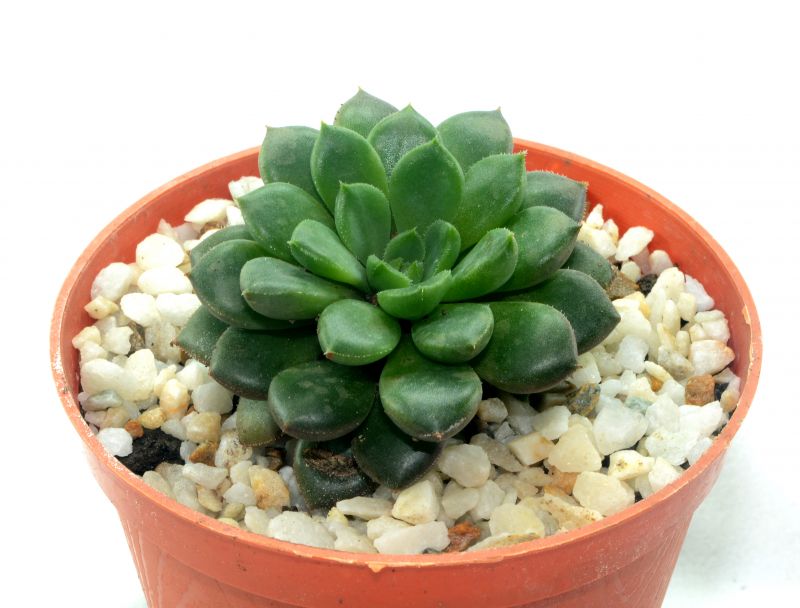 Foto de un cactus que se está identificando actualmente