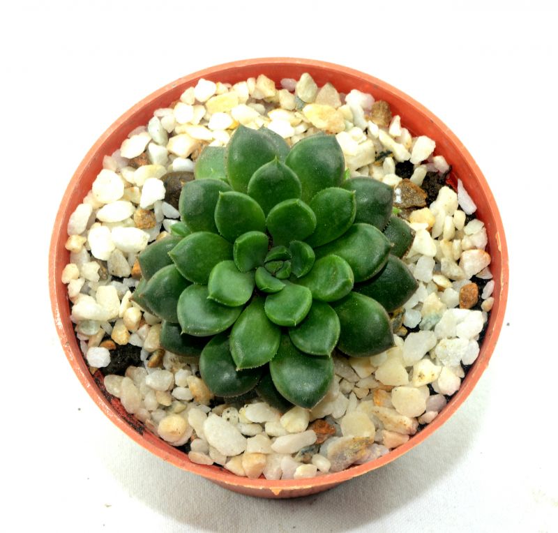 Foto de un cactus que se está identificando actualmente
