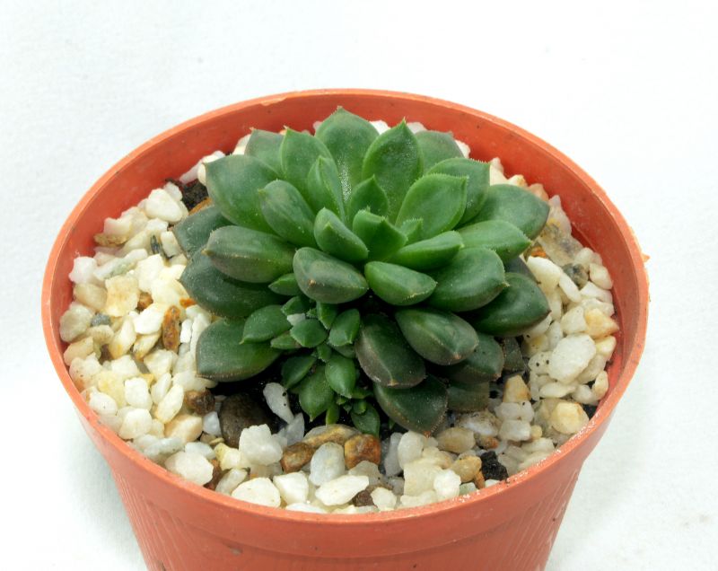 Foto de un cactus que se está identificando actualmente