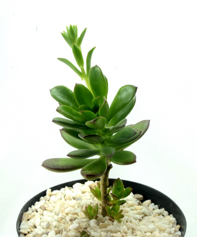 Foto de un cactus que se está identificando actualmente