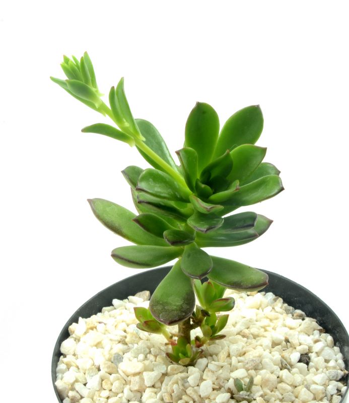 Foto de un cactus que se está identificando actualmente