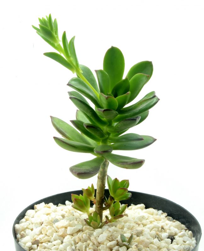 Foto de un cactus que se está identificando actualmente