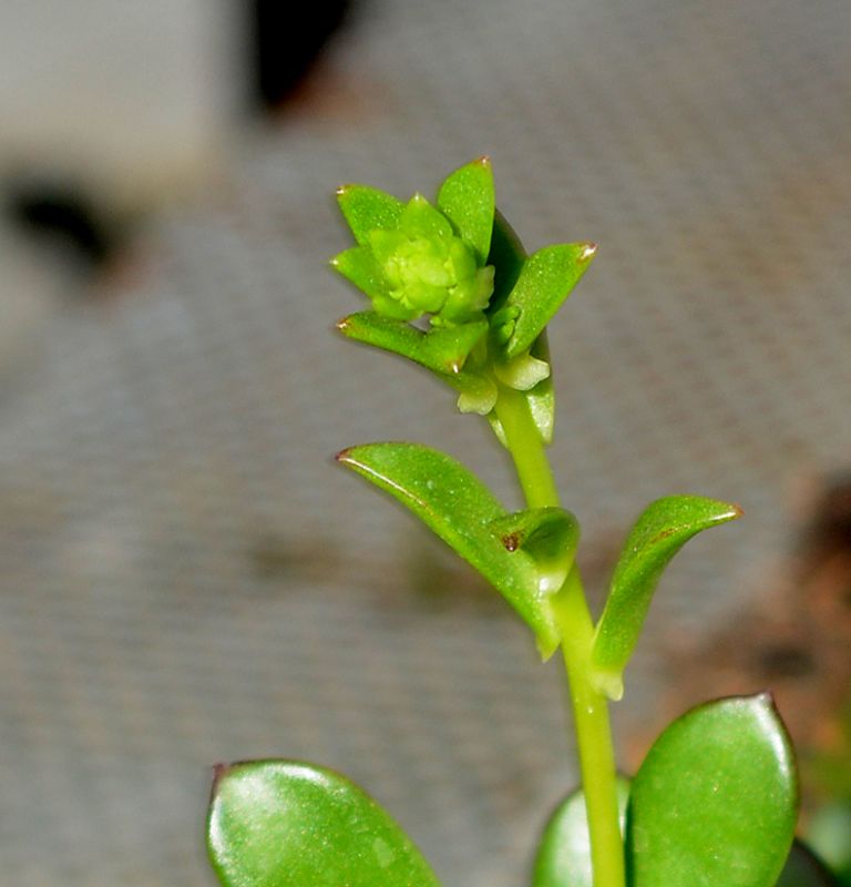 Foto de un cactus que se está identificando actualmente