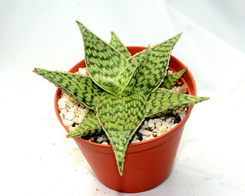 Una foto de Aloe cv. Tarrington