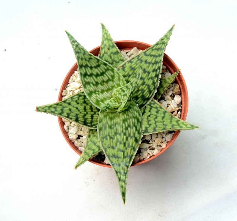 Una foto de Aloe cv. Tarrington