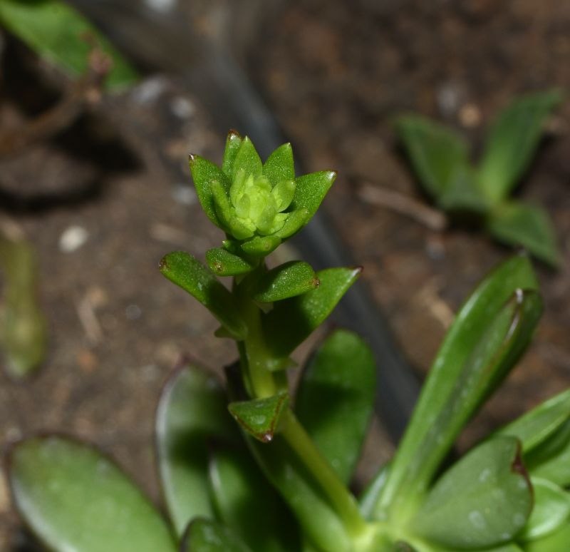 Foto de un cactus que se está identificando actualmente
