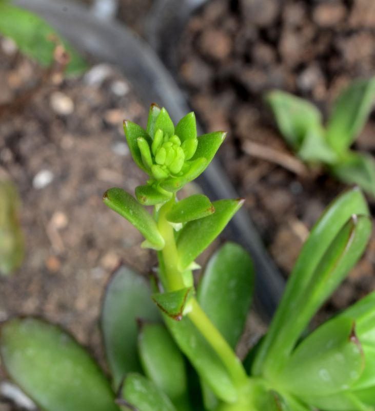 Foto de un cactus que se está identificando actualmente
