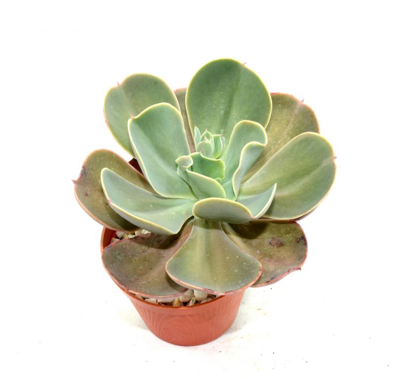 Una foto de Echeveria gibbiflora  