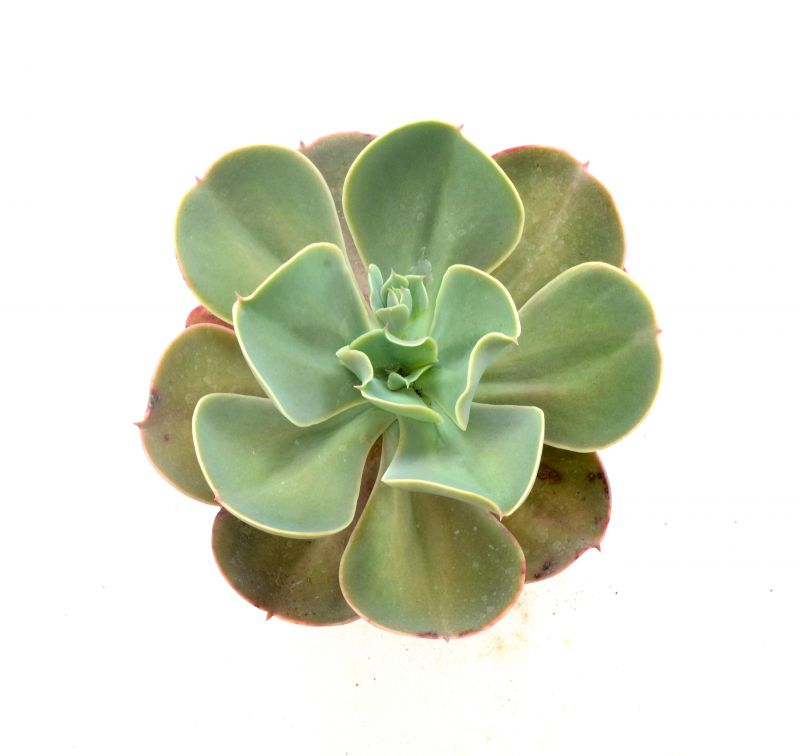 Una foto de Echeveria gibbiflora  