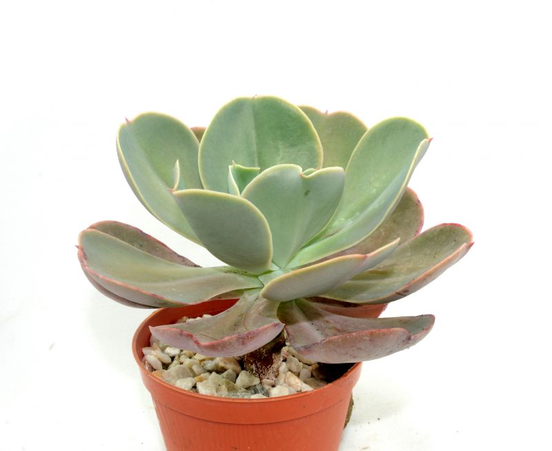 Una foto de Echeveria gibbiflora  