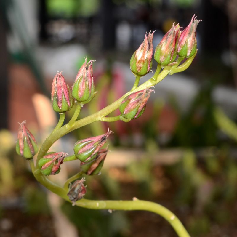 Foto de un cactus que se está identificando actualmente