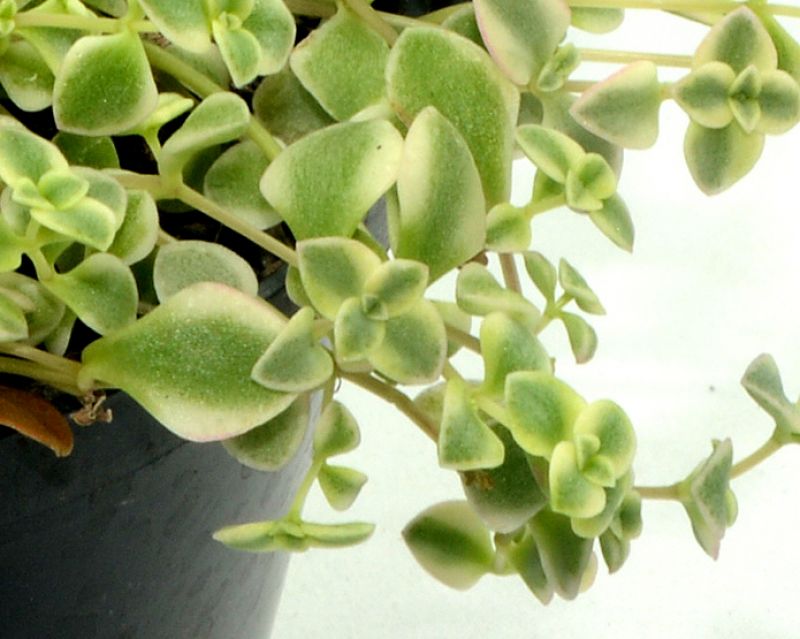 Una foto de Crassula pellucida ssp. marginalis fma. variegada