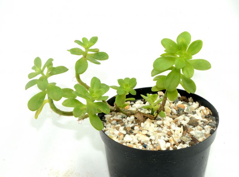 Una foto de Sedum kimnachii