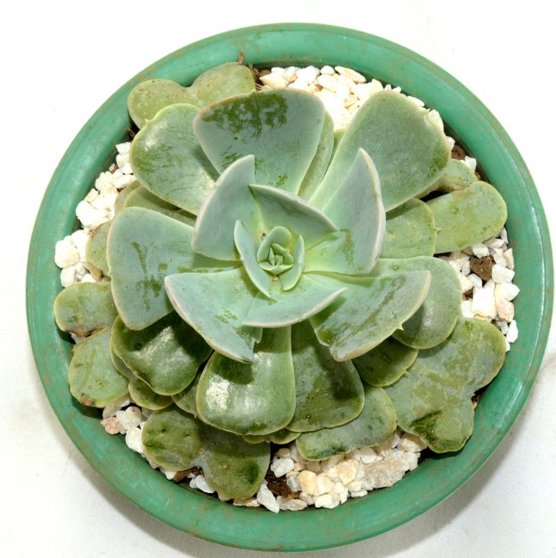 A photo of Echeveria runyonii