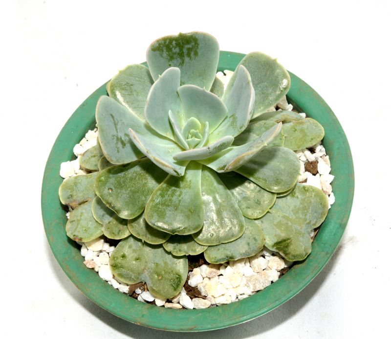 A photo of Echeveria runyonii