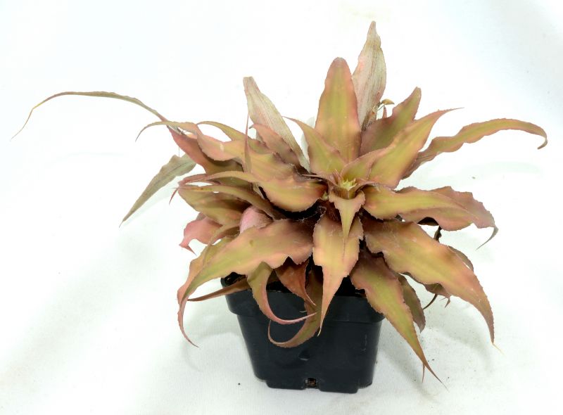 Una foto de Cryptanthus acaulis