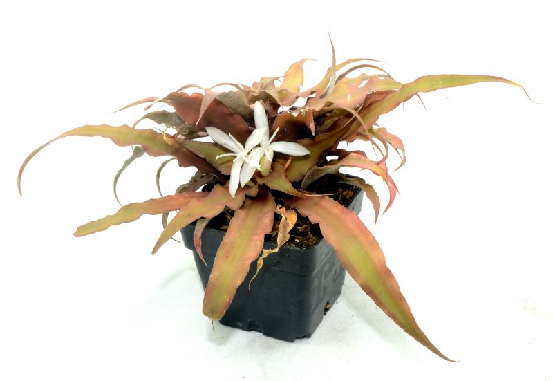 Una foto de Cryptanthus acaulis