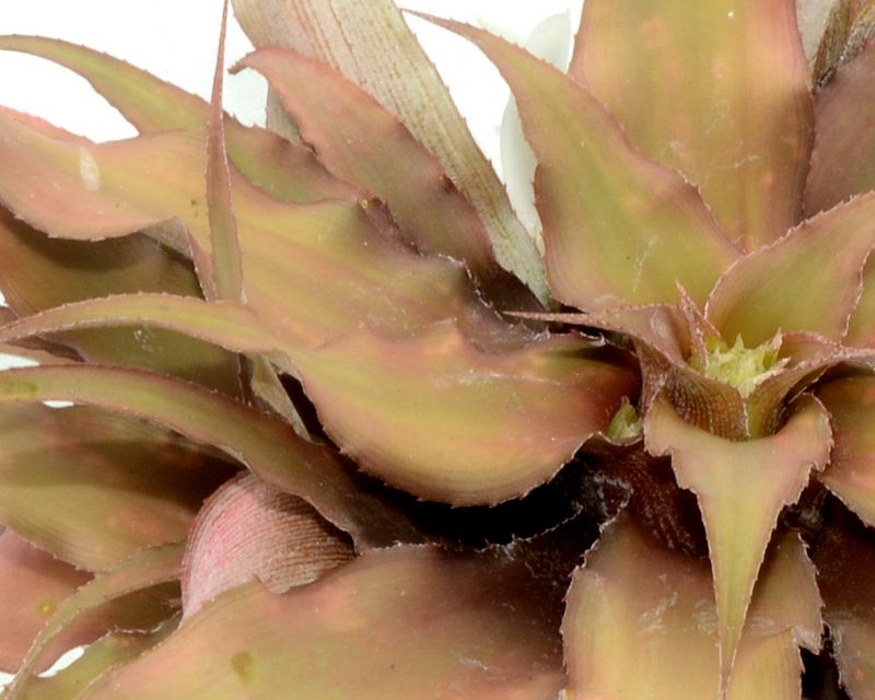 Una foto de Cryptanthus acaulis