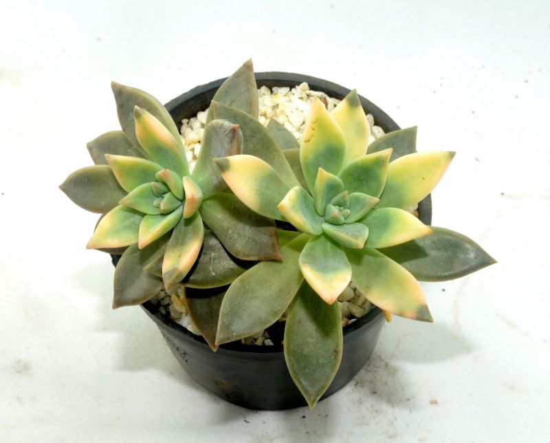 Foto de un cactus que se está identificando actualmente