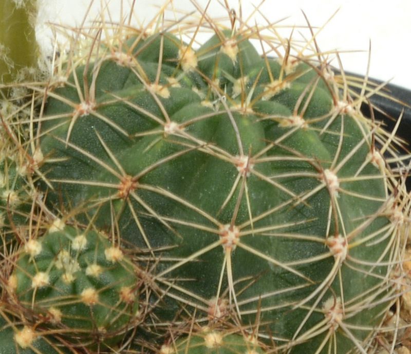 Una foto de Echinopsis arachnacantha subsp. densiseta