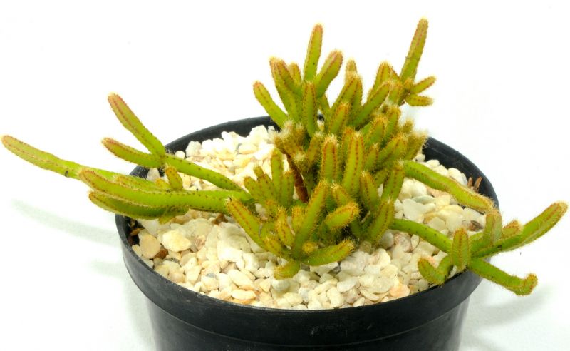 Foto de un cactus que se está identificando actualmente