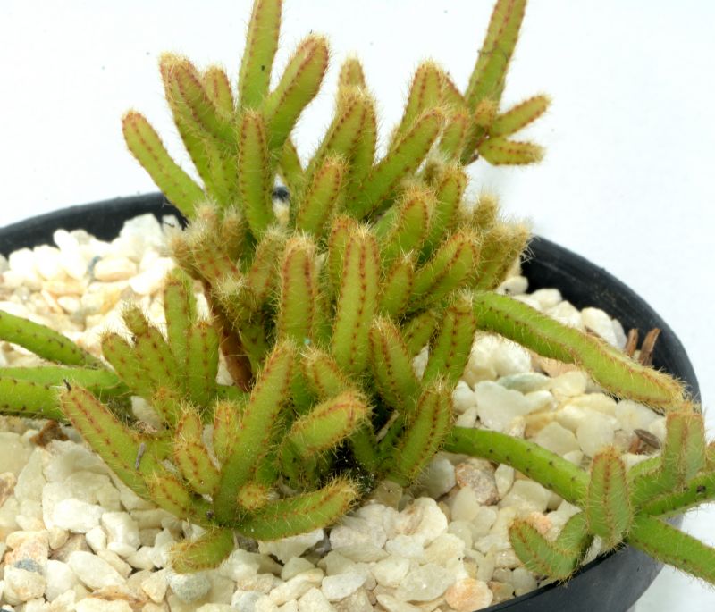 Foto de un cactus que se está identificando actualmente