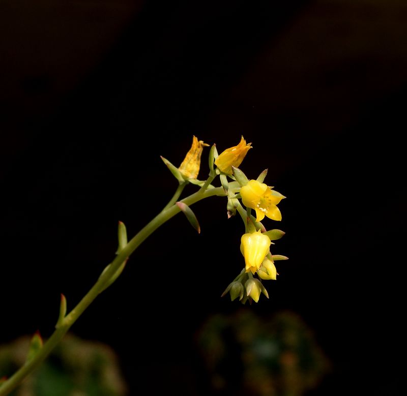 Una foto de Echeveria pulidonis