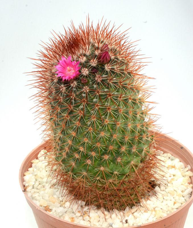 A photo of Mammillaria spinosissima cv. Super Red