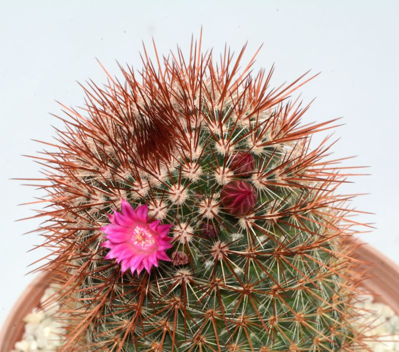 A photo of Mammillaria spinosissima cv. Super Red