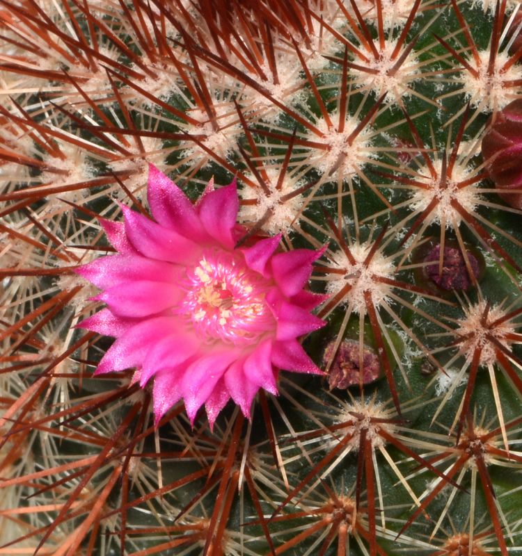 A photo of Mammillaria spinosissima cv. Super Red