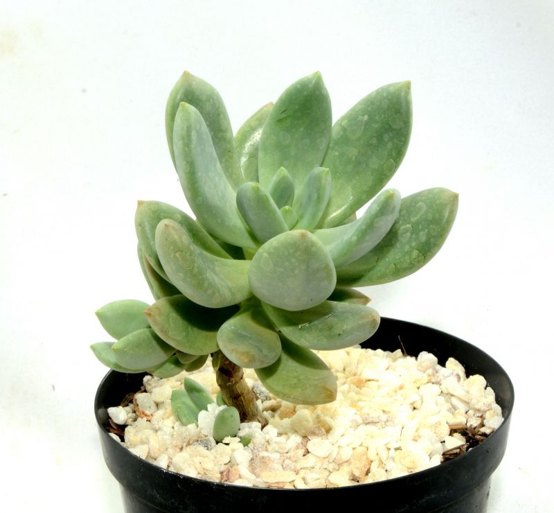 Foto de un cactus que se está identificando actualmente