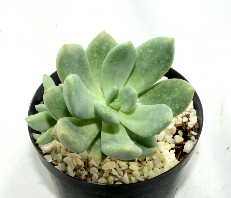 Foto de un cactus que se está identificando actualmente