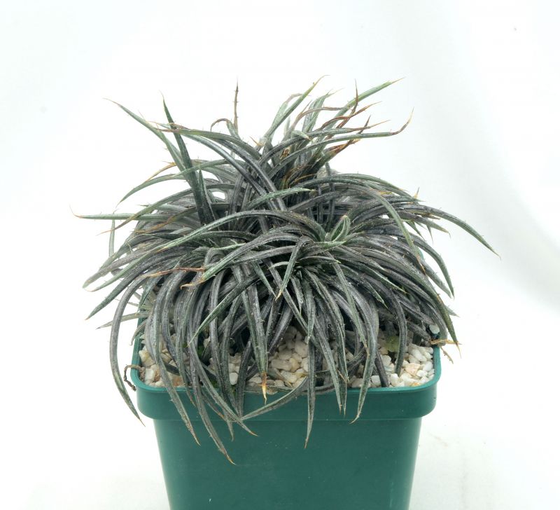Una foto de Dyckia choristaminea  