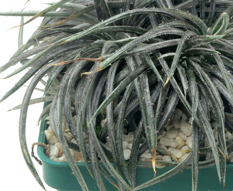 Una foto de Dyckia choristaminea  